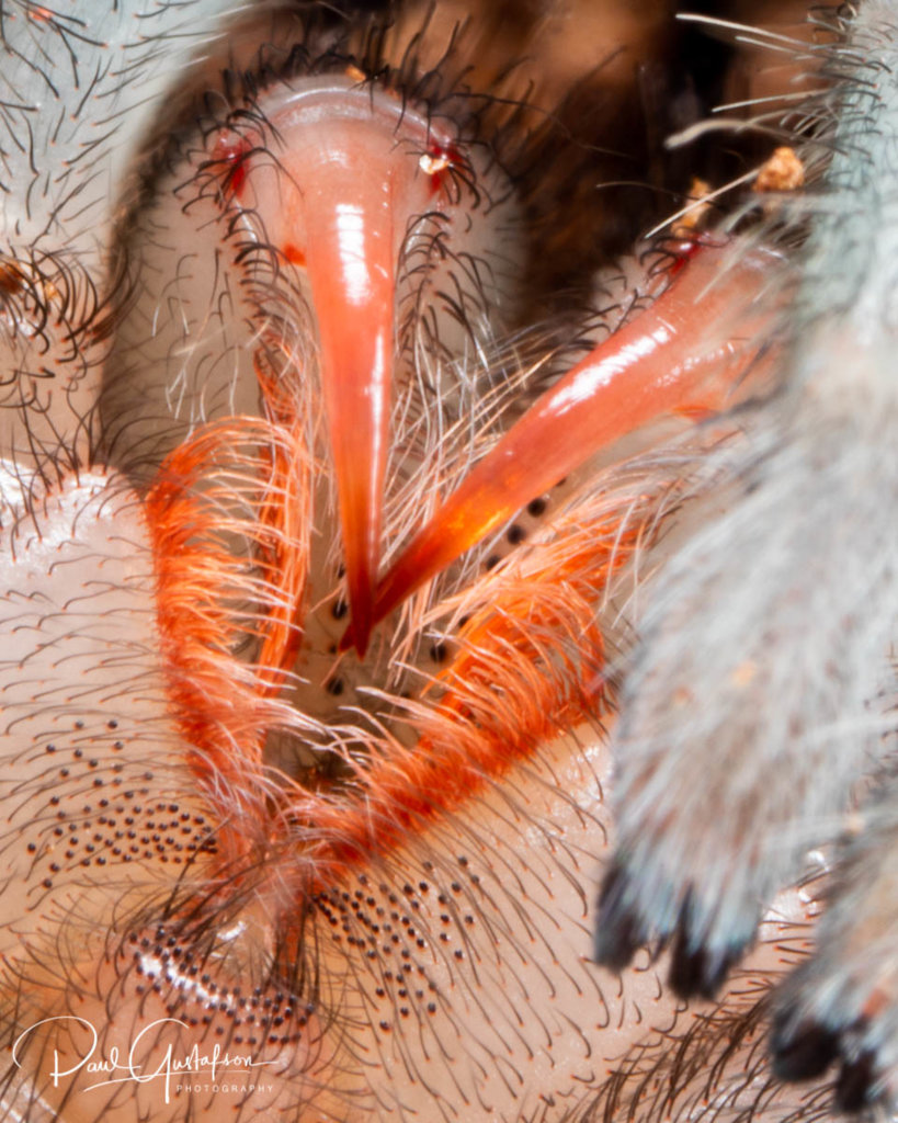 Grammostola pulchra 1" sling's fangs less than 24 hours after molting