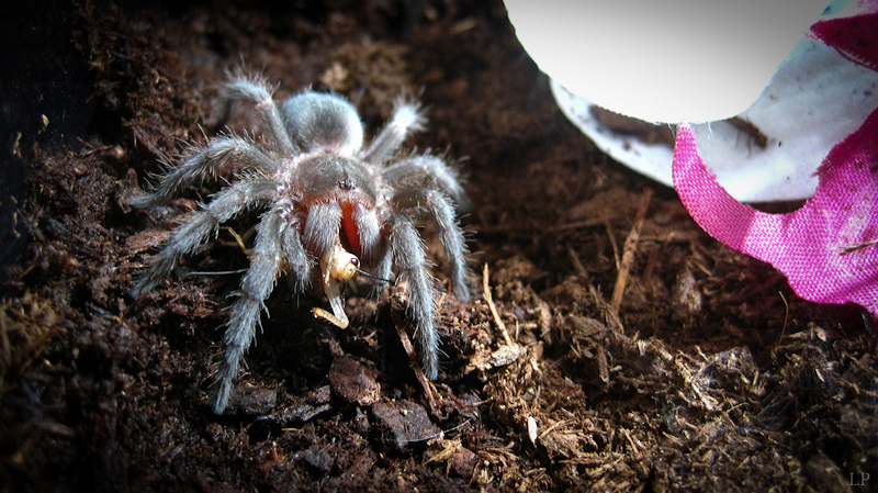 Grammostola pulchra 1in sling