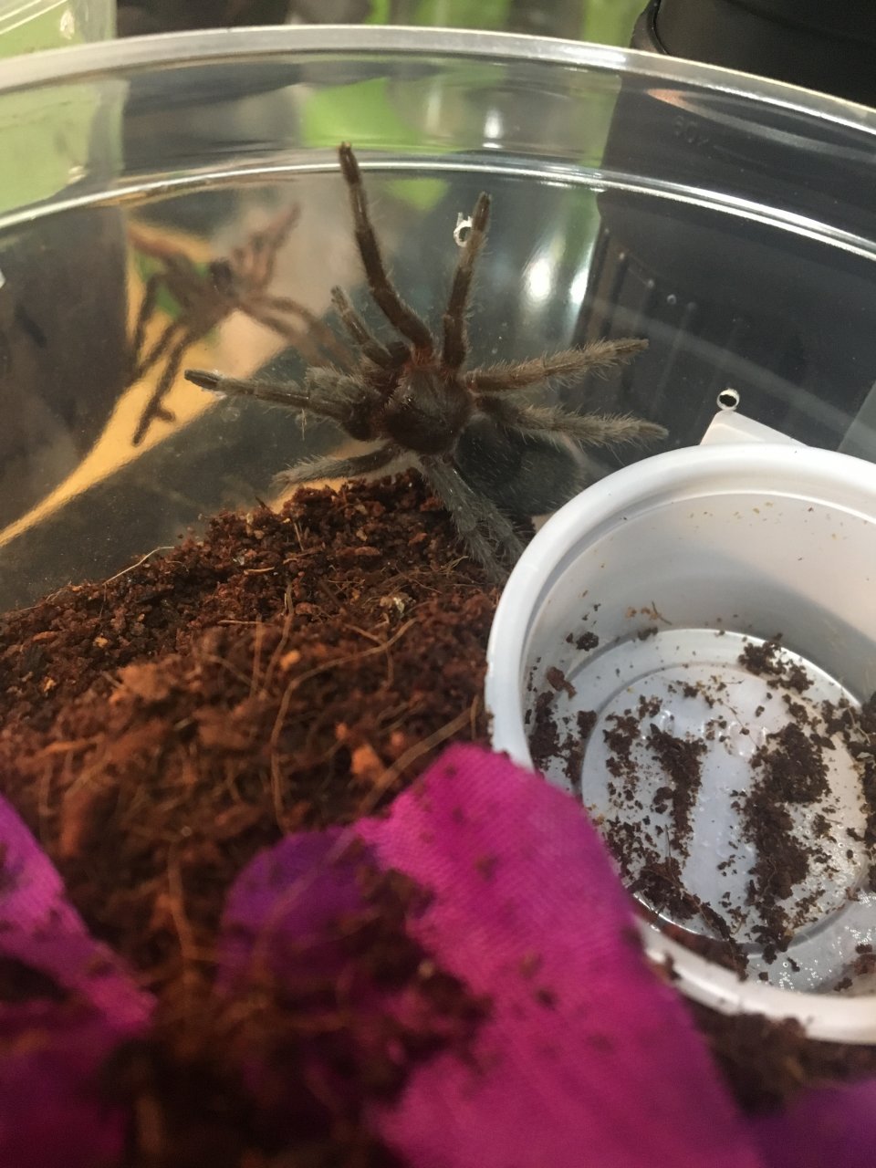 Grammostola pulchra 2”