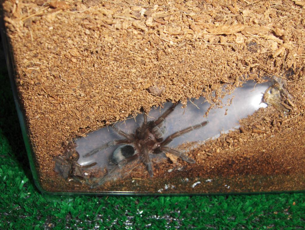 Grammostola Pulchra 2.5" - Tunnel