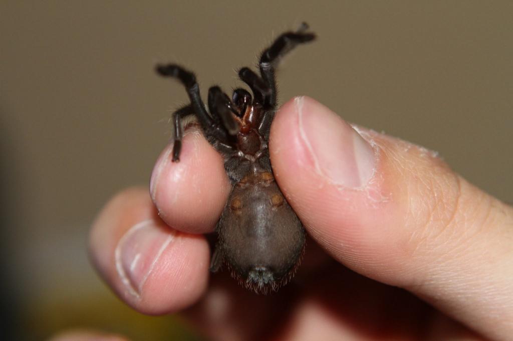 Grammostola pulchra - 2