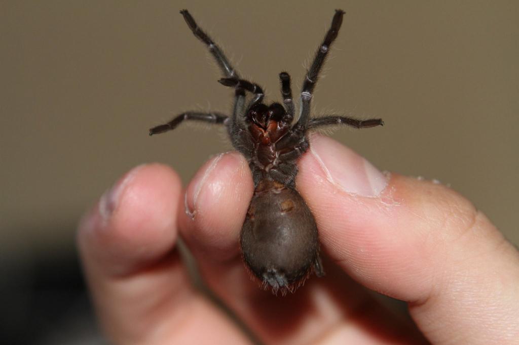 Grammostola pulchra - 2