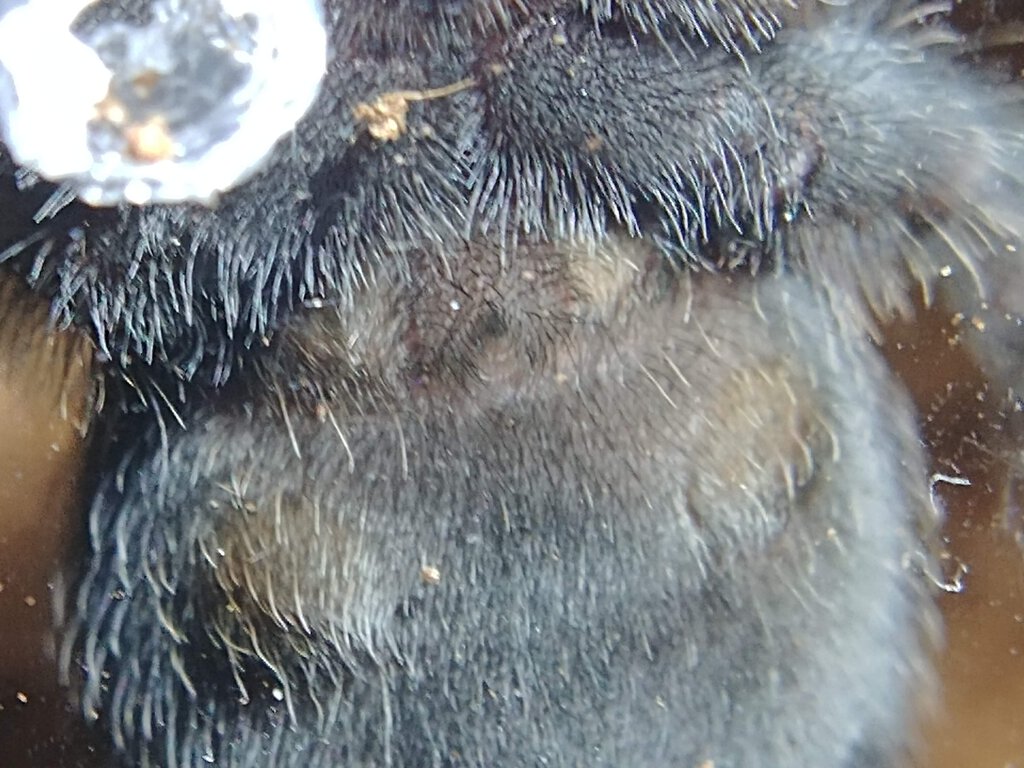 Grammostola pulchra 3in DLS male