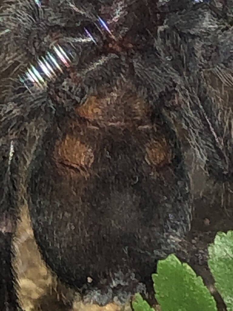 Grammostola pulchra, about 3 inches