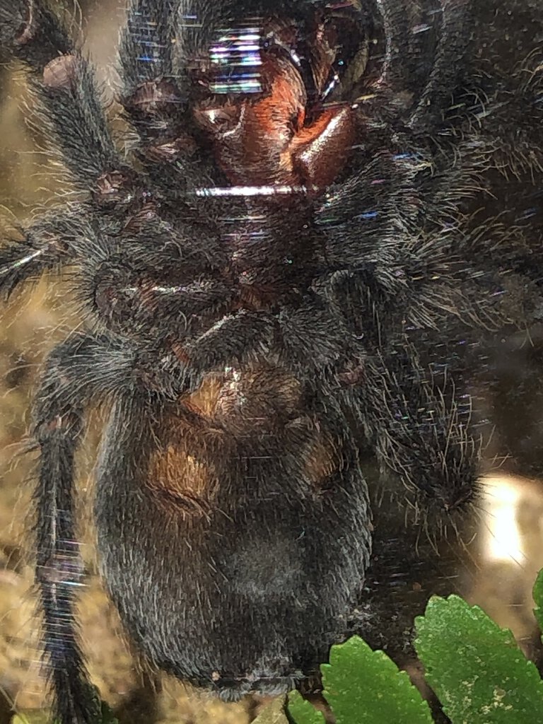 Grammostola pulchra, about 3 inches