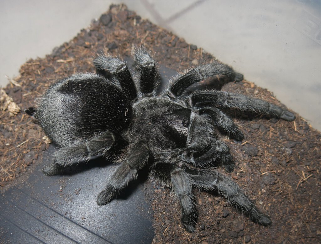 Grammostola pulchra "Argentina"