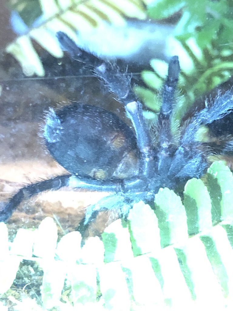 Grammostola pulchra, around 3 inches