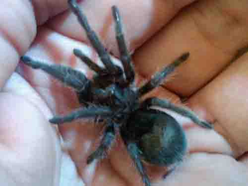 Grammostola Pulchra Black Beauty