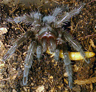 Grammostola Pulchra Black Beauty