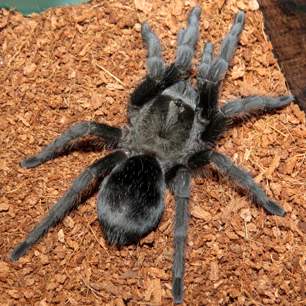 Grammostola pulchra (Bulldozer)