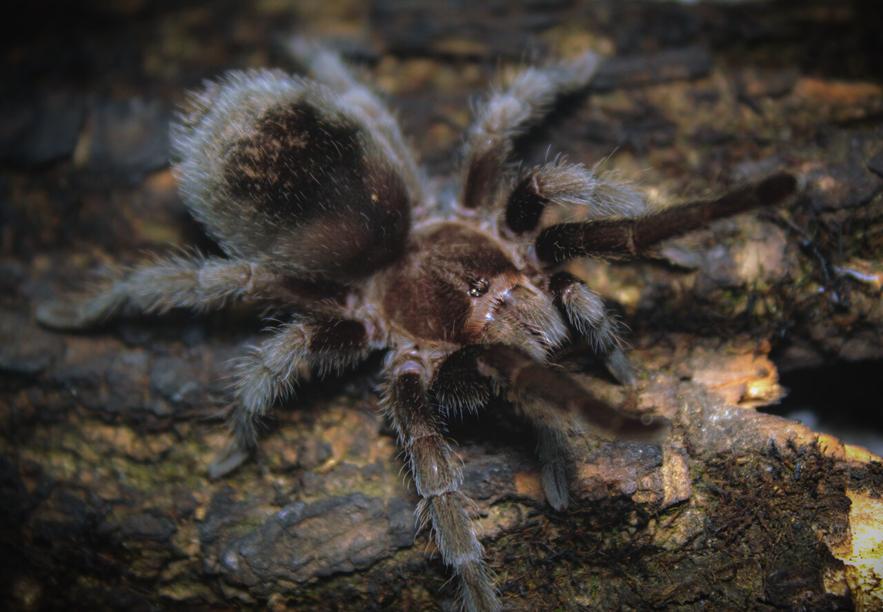 Grammostola pulchra - Casual walk