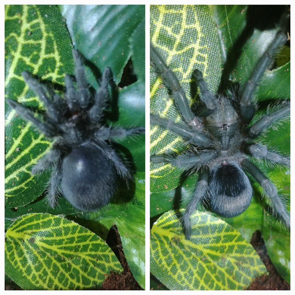 Grammostola pulchra change in one molt