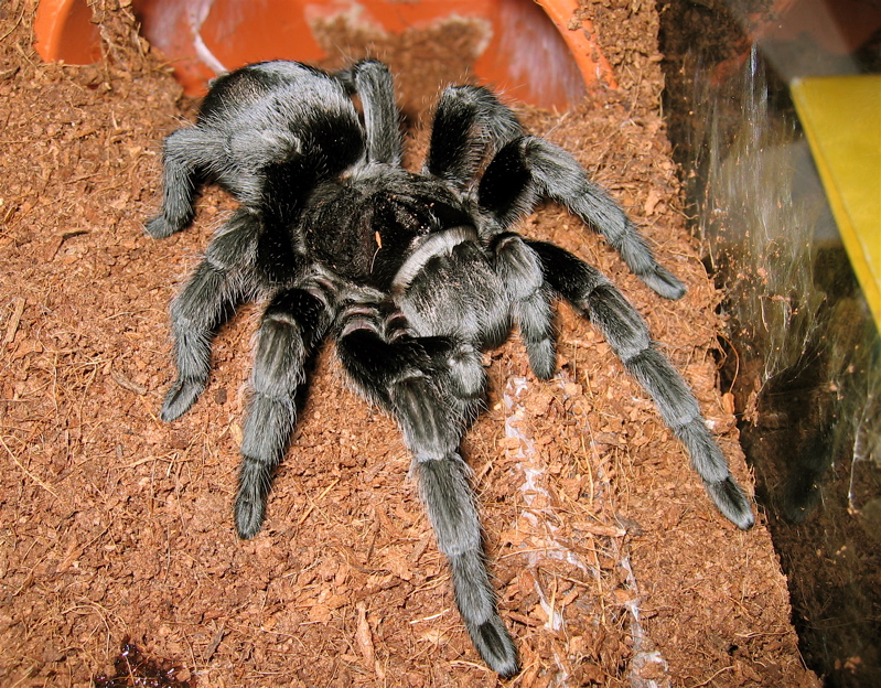 Grammostola pulchra female 4.5"