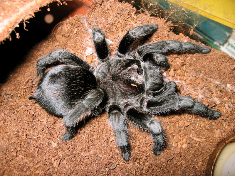 Grammostola pulchra female 4.5"