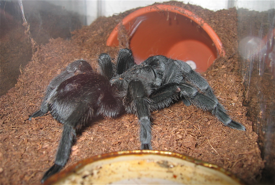 Grammostola pulchra female