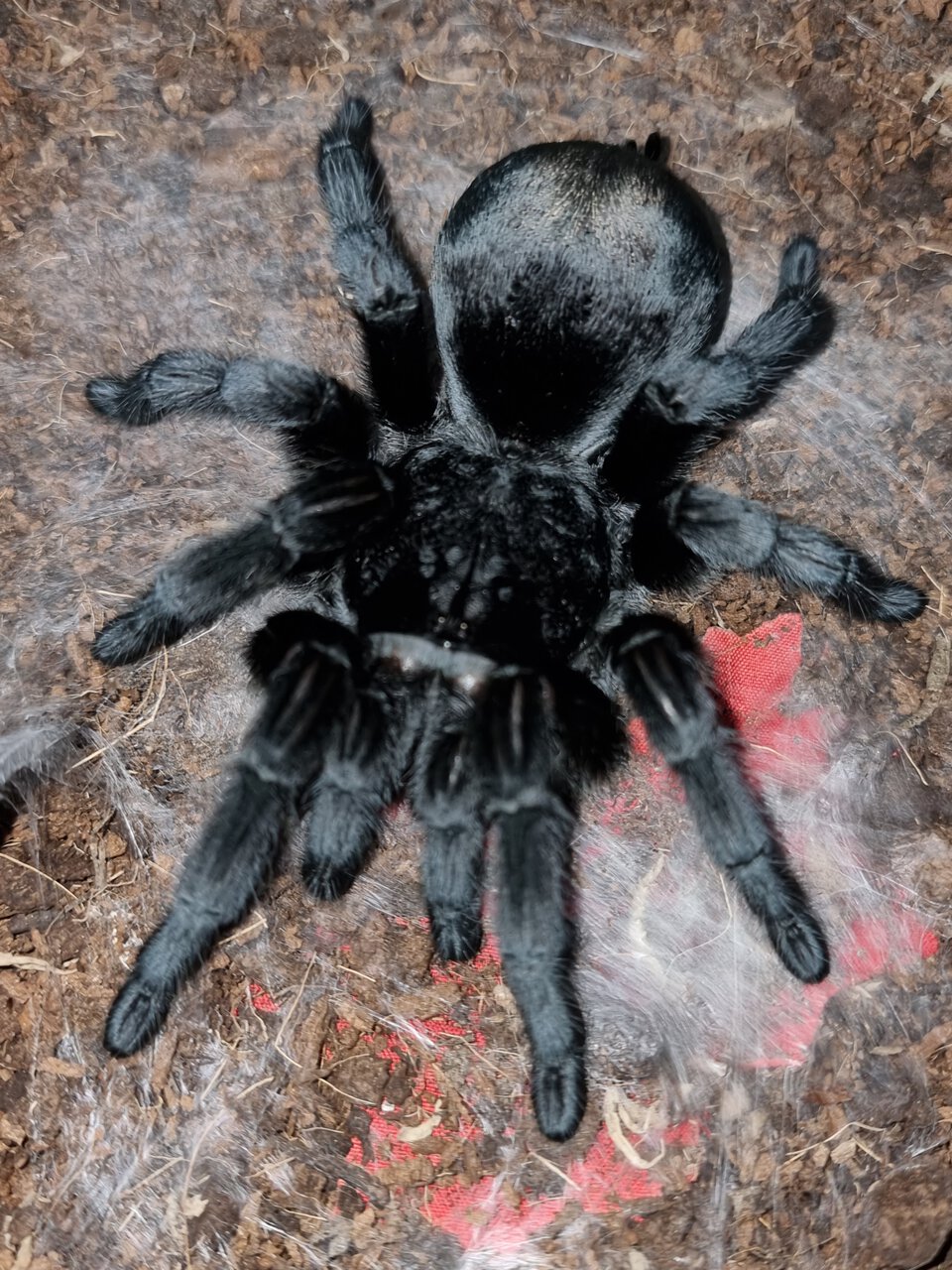 Grammostola pulchra 'Jade'