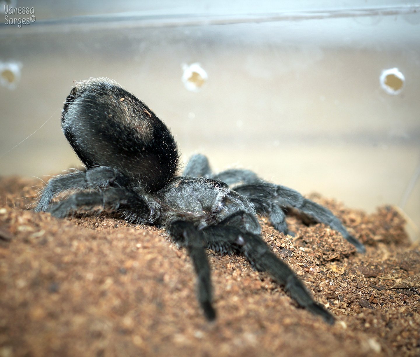 Grammostola pulchra Juvenile Female - ~3"