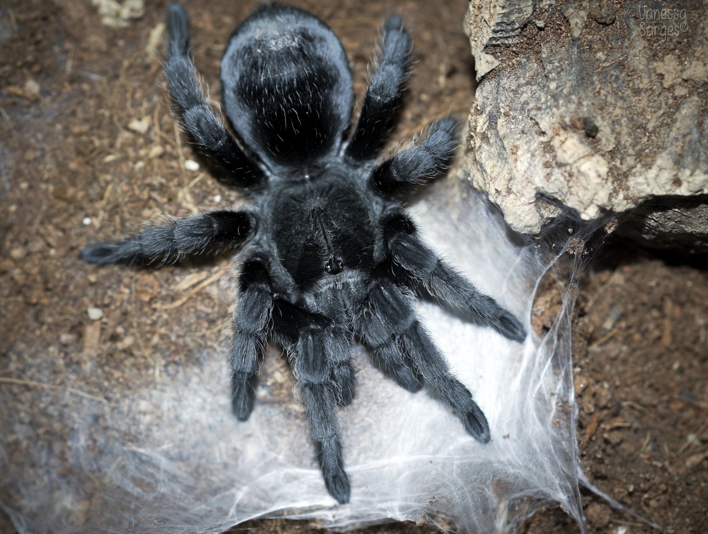 Grammostola pulchra Juvenile Female