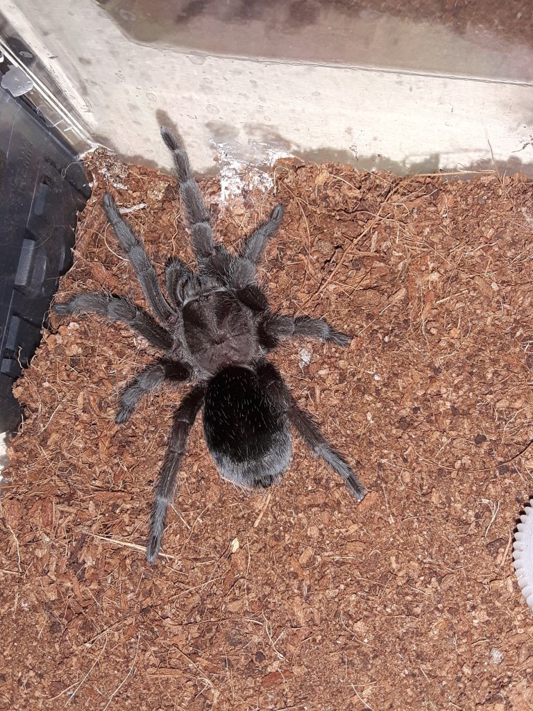 Grammostola Pulchra juvenile