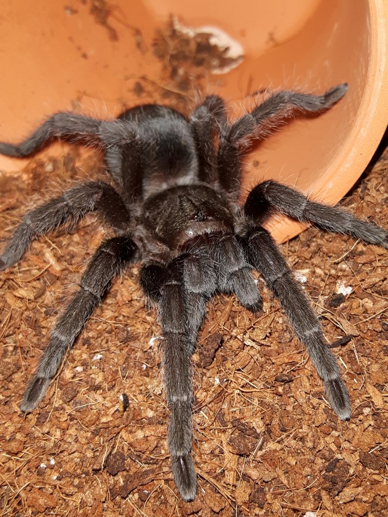 Grammostola Pulchra juvenile