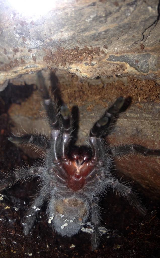 grammostola pulchra male or female any guess :)