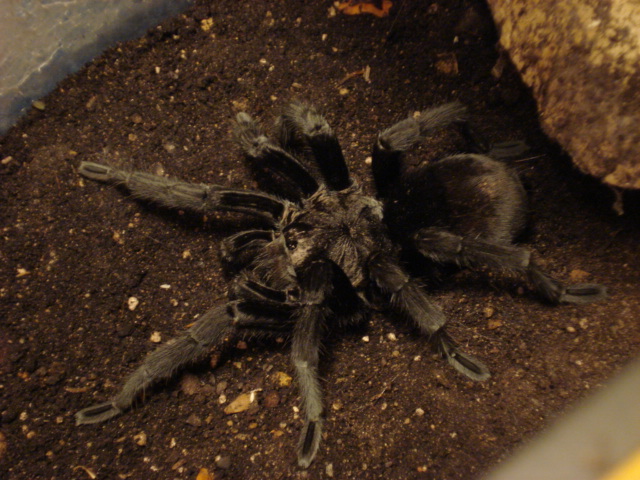 Grammostola pulchra Mature Male