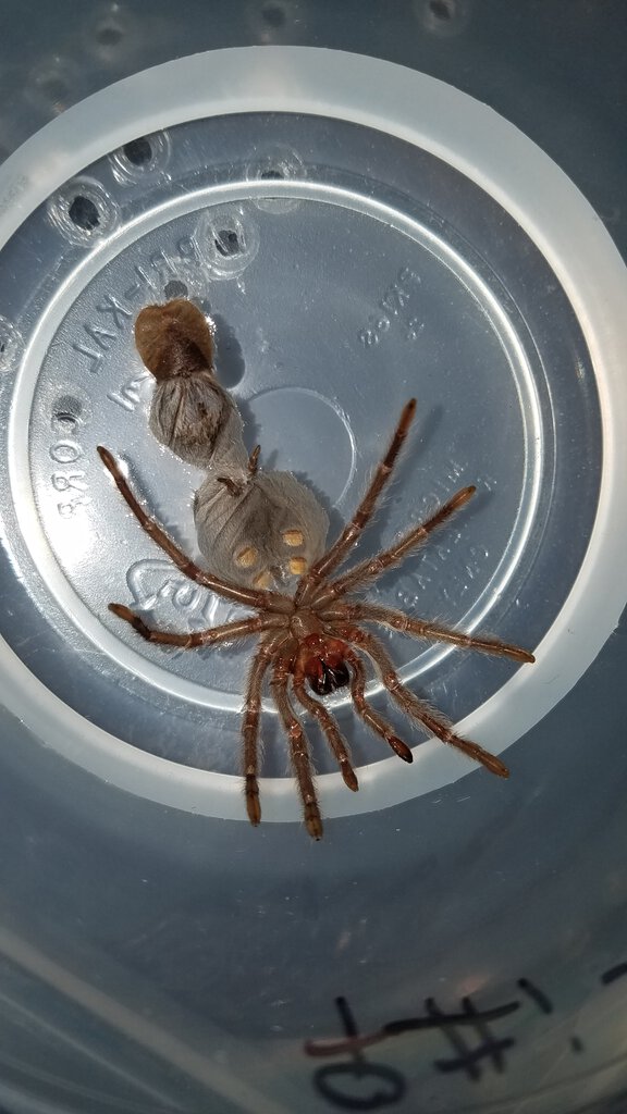 Grammostola pulchra [molt sexing] [1/6]