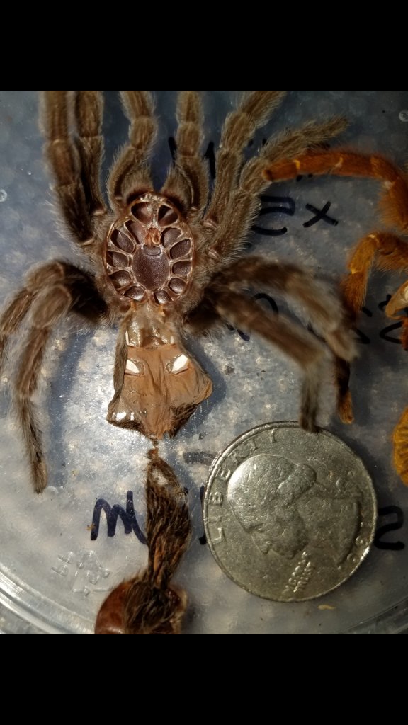 Grammostola pulchra [molt sexing] [2/2]