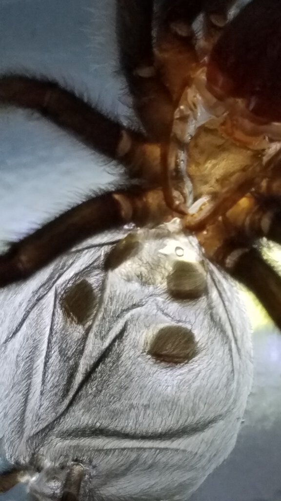 Grammostola pulchra [molt sexing] [5/6]