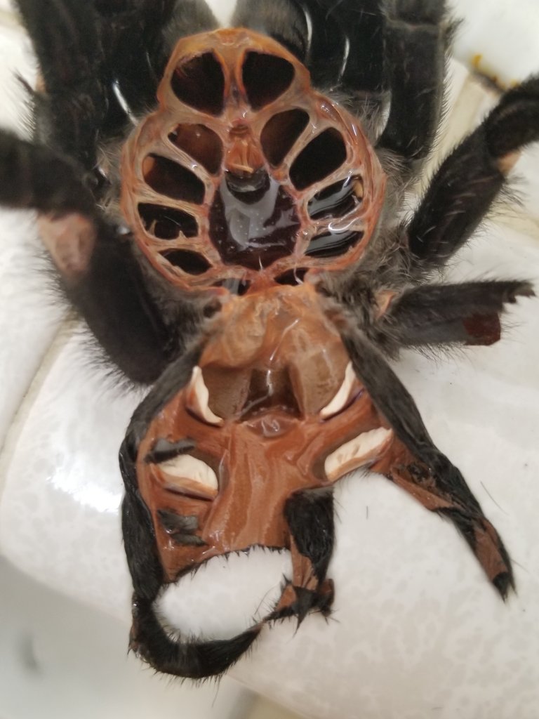 Grammostola pulchra [molt sexing]