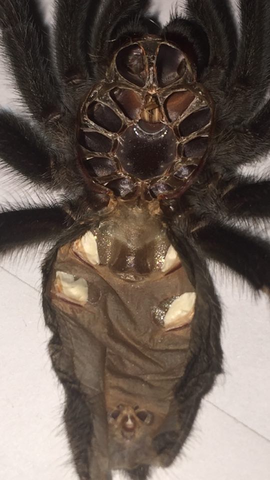 Grammostola pulchra [molt sexing]