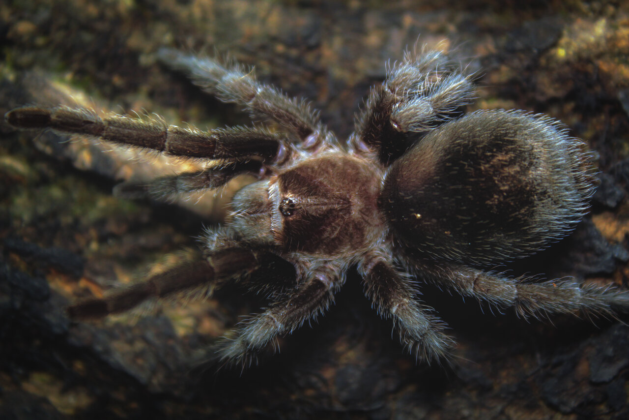 Grammostola pulchra - more walking