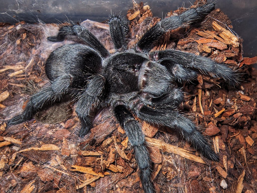 Grammostola pulchra post molt