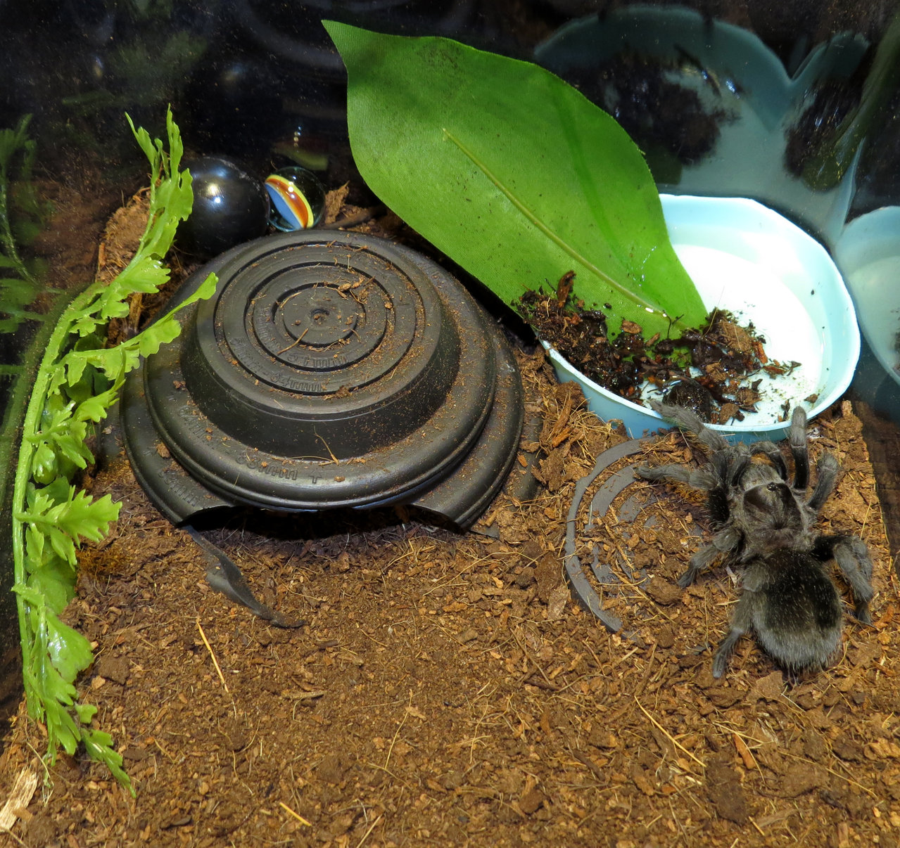 Grammostola pulchra Renovates Enclosure