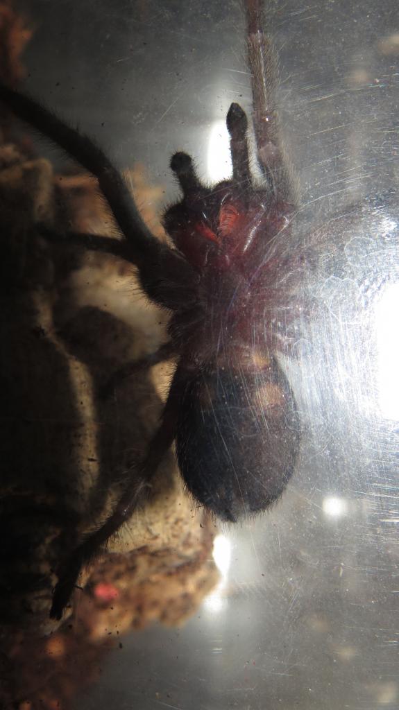 Grammostola pulchra sexing