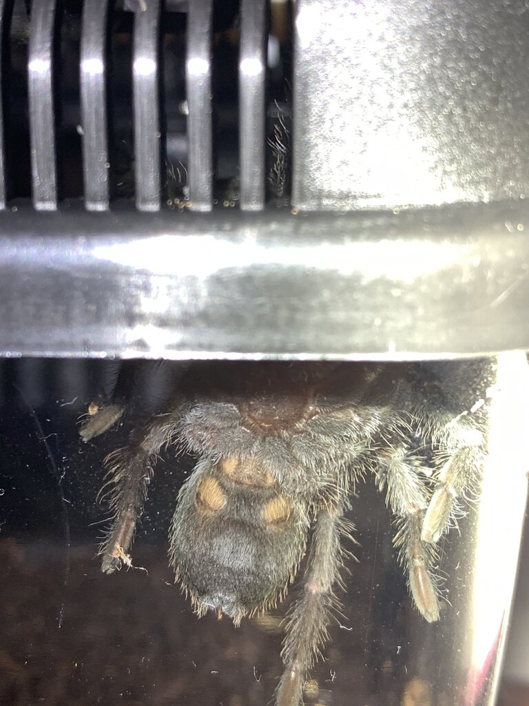 Grammostola Pulchra Sexing?