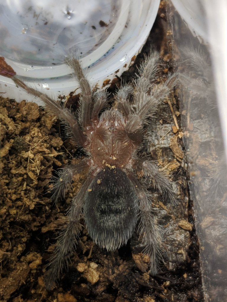 grammostola pulchra Sling