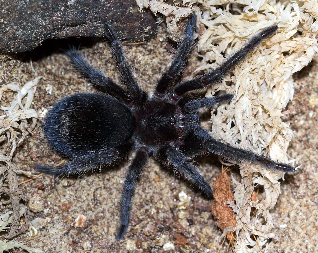 Grammostola pulchra sling