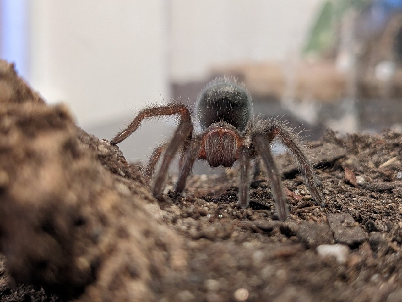 Grammostola pulchra sling