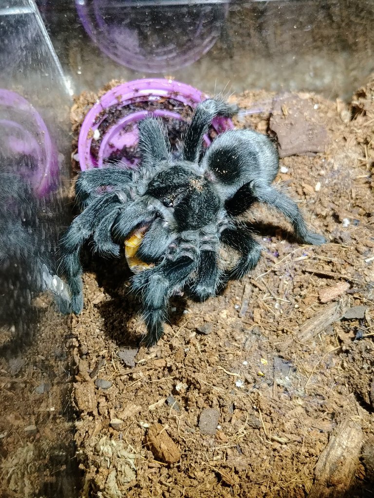 Grammostola pulchra, subadult male