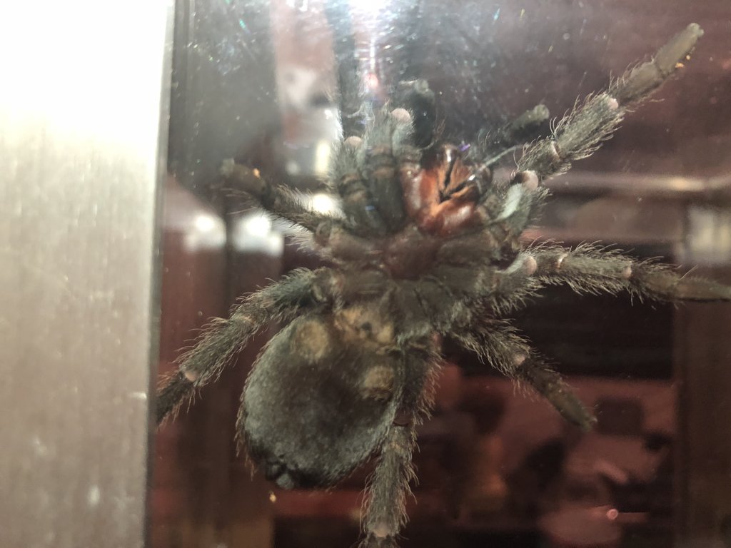 Grammostola pulchra [ventral sexing]