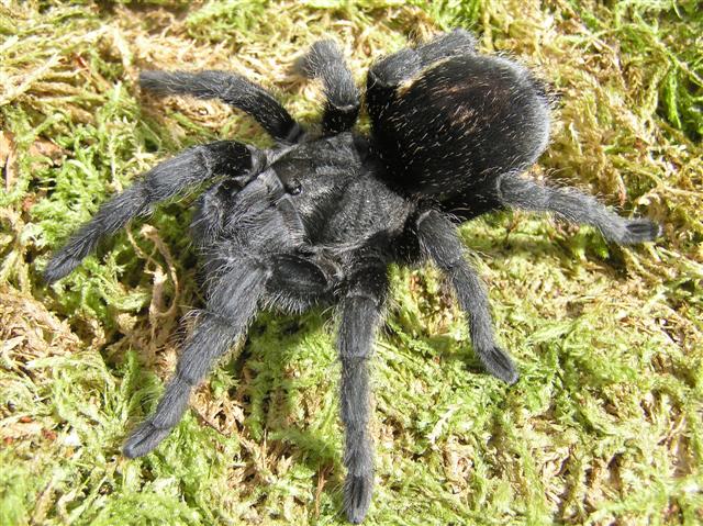 Grammostola pulchra