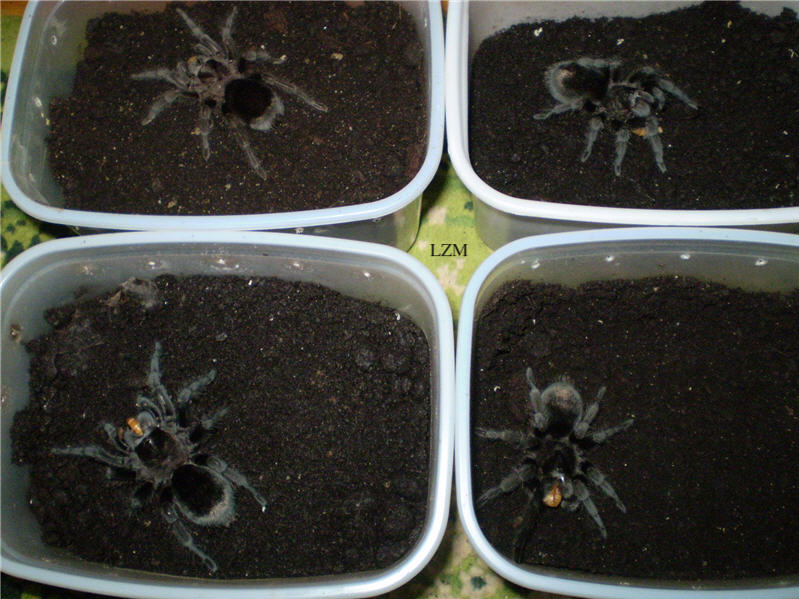 Grammostola pulchra