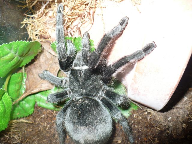 Grammostola Pulchra