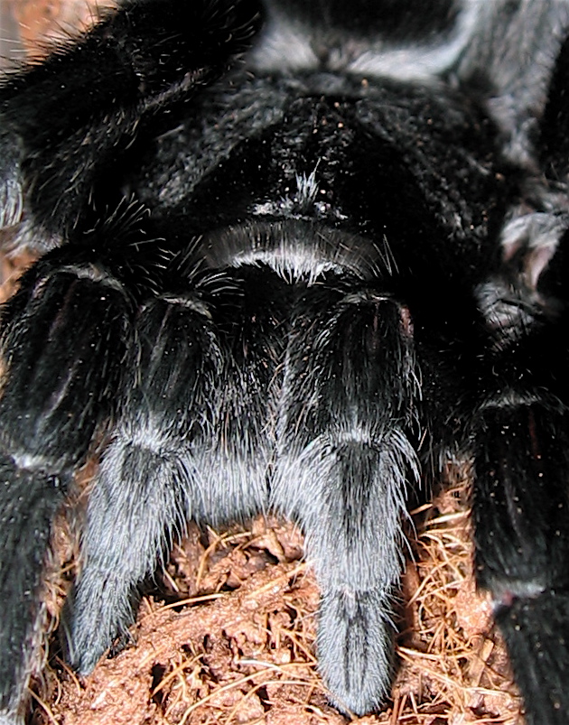 Grammostola pulchra