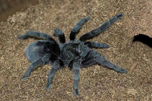 Grammostola Pulchra