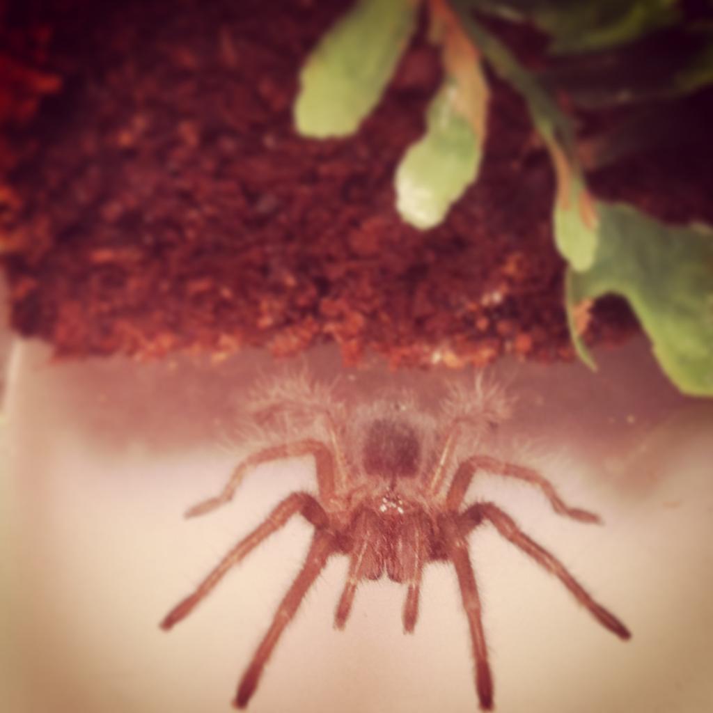 Grammostola pulchra