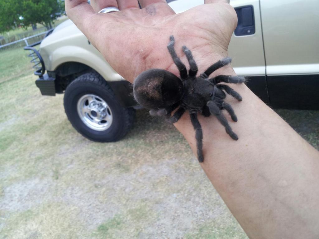 Grammostola pulchra