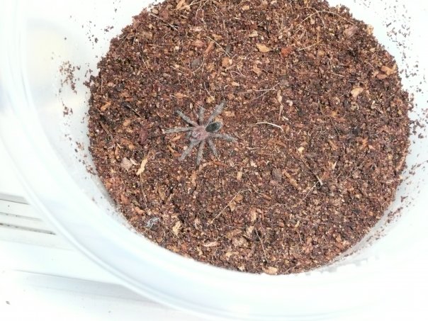 Grammostola pulchra