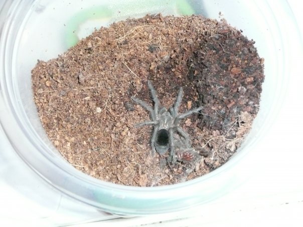 Grammostola pulchra